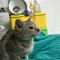 Pepita