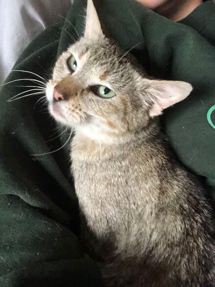 Pepita