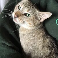 Pepita
