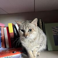 Pepita