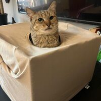 Pepita