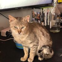 Pepita
