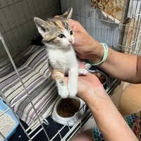 kitten