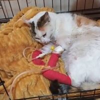 Notfallkatze
