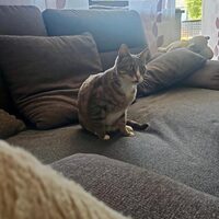 Happy End Katzen