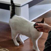 Happy End Katzen