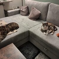 Happy End Katzen