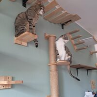 Happy End Katzen