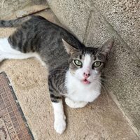 Hugo