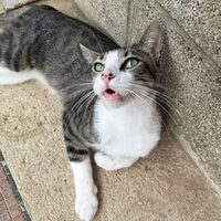 Hugo
