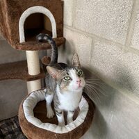 Hugo