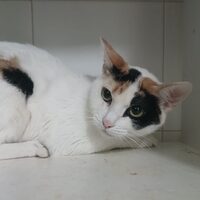 Dora