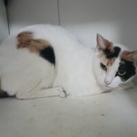 Dora
