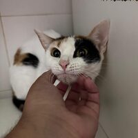 Dora