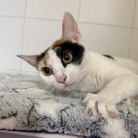 Dora