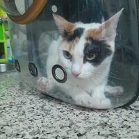 Dora