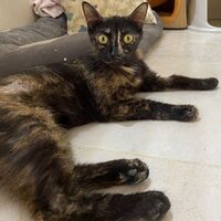 Nya