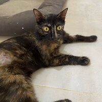 Nya