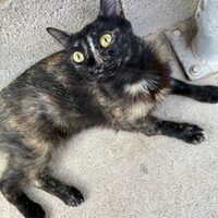 Nya