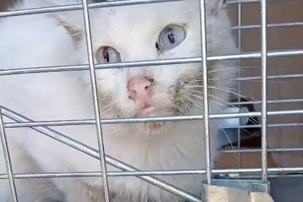 Katzen in der Perrera