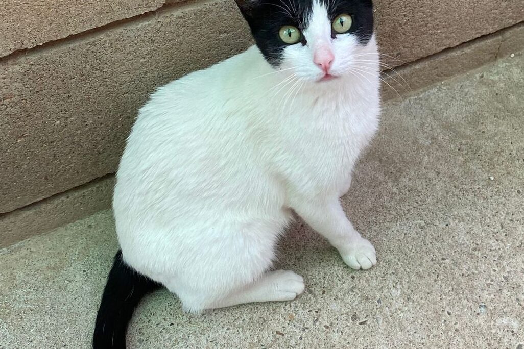 Katzen in der Perrera