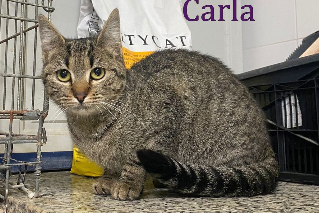 Katzen in der Perrera