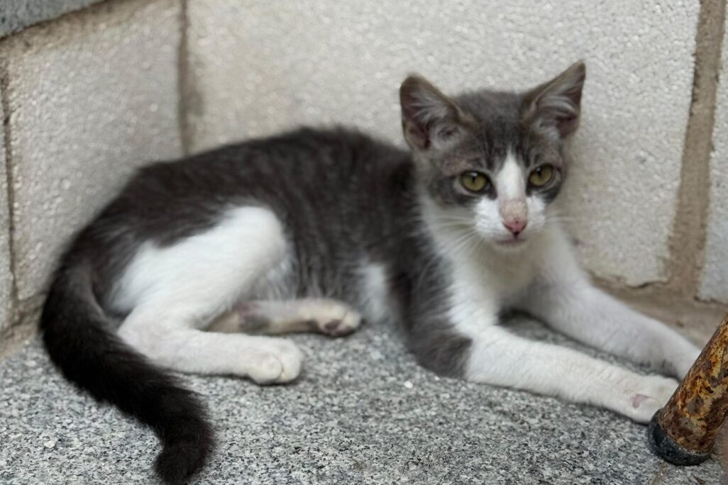 Katzen in der Perrera