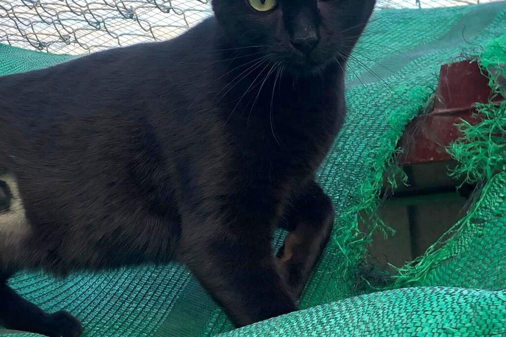 Katzen in der Perrera
