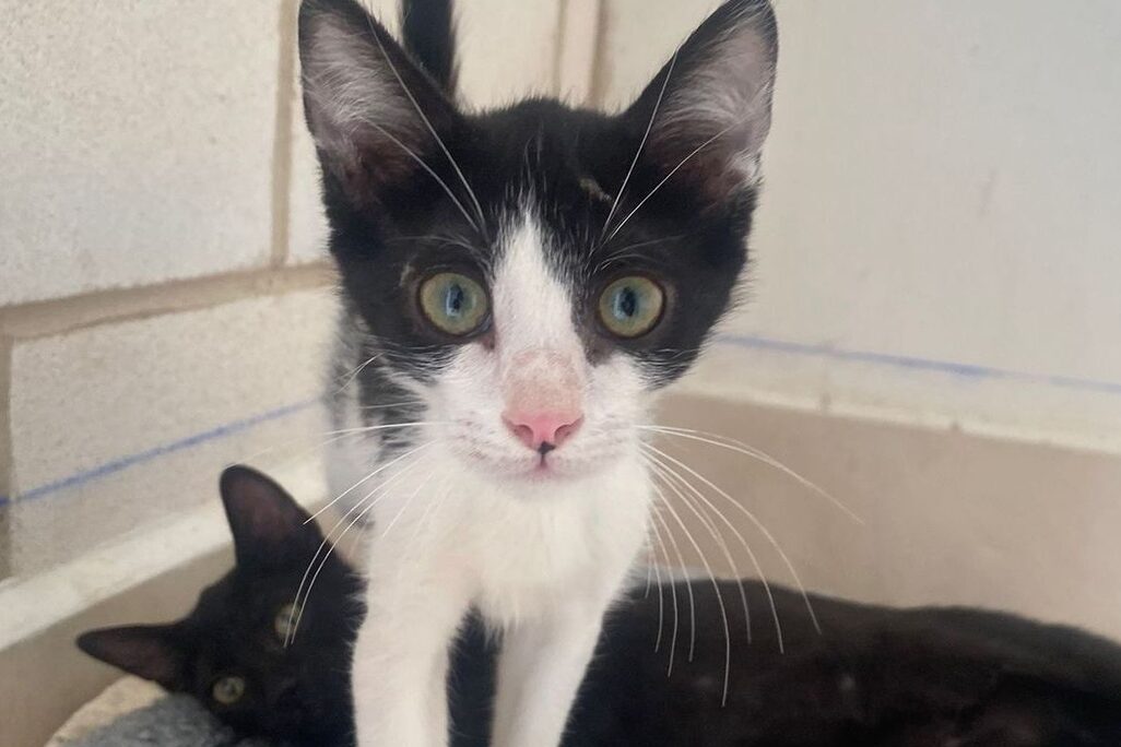 Katzen in der Perrera