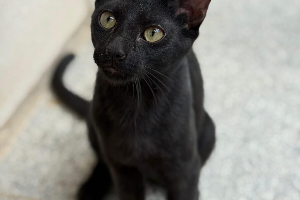 Katzen in der Perrera