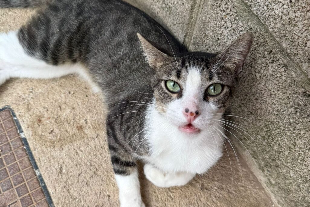 Katzen in der Perrera