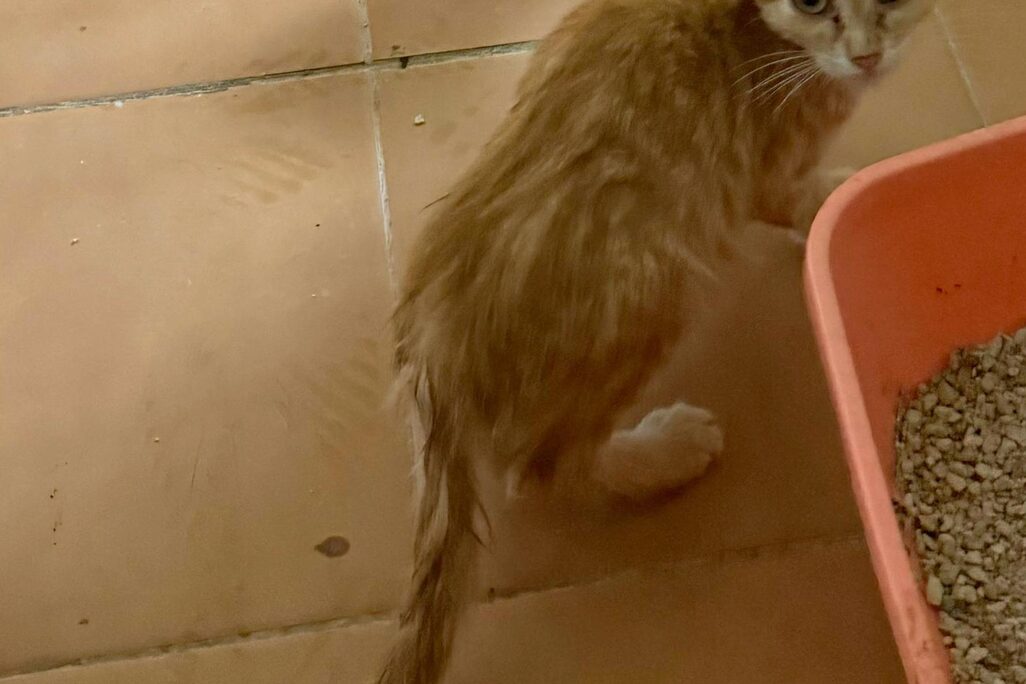 Katzen in der Perrera