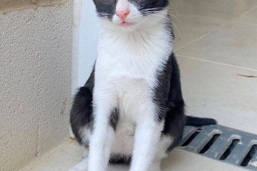 Katzen in der Perrera