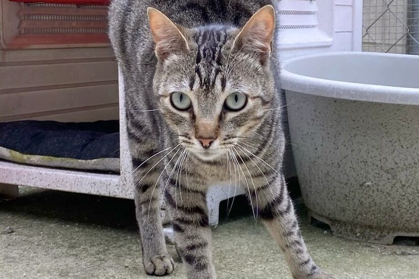 Katzen in der Perrera