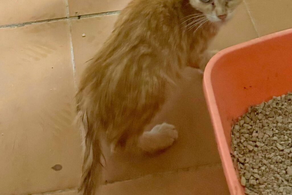 Katzen in der Perrera