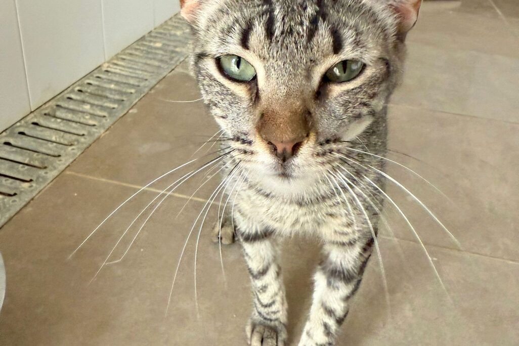Katzen in der Perrera