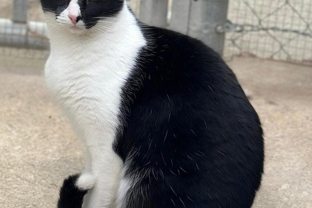 Katzen in der Perrera