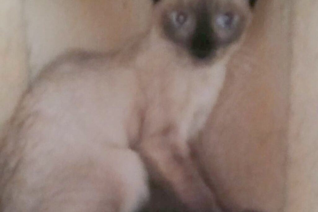 Katzen in der Perrera