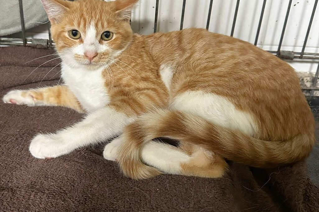 Katzen in der Perrera
