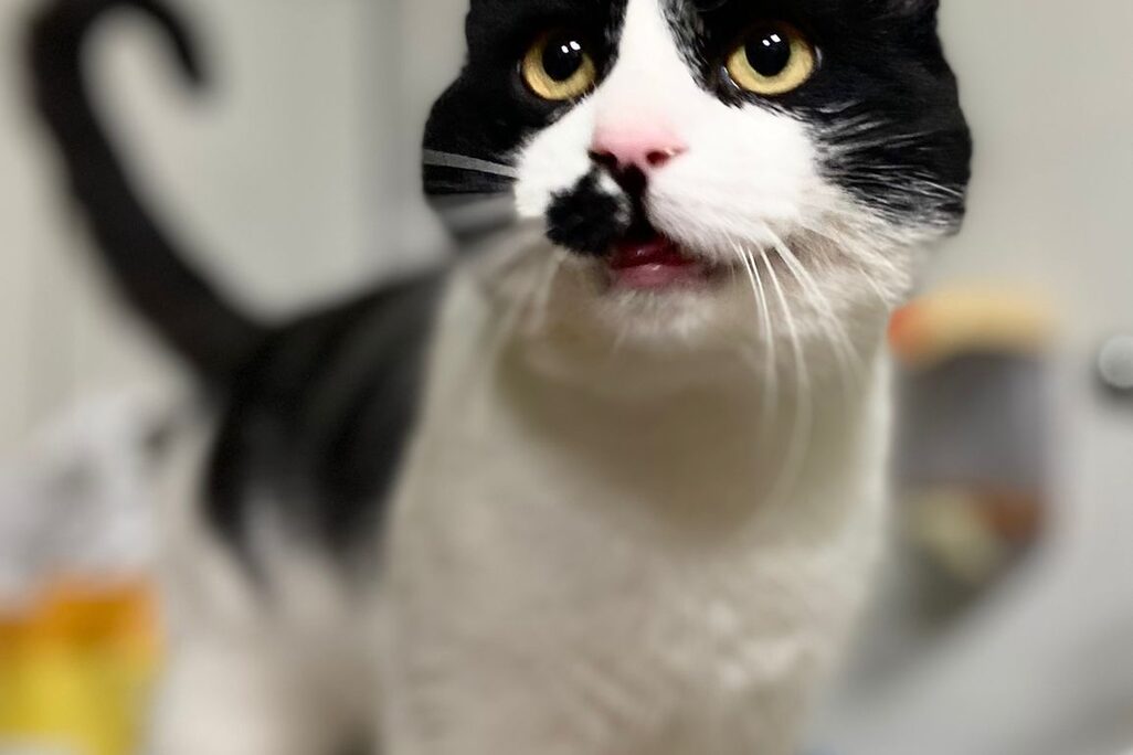 Katzen in der Perrera