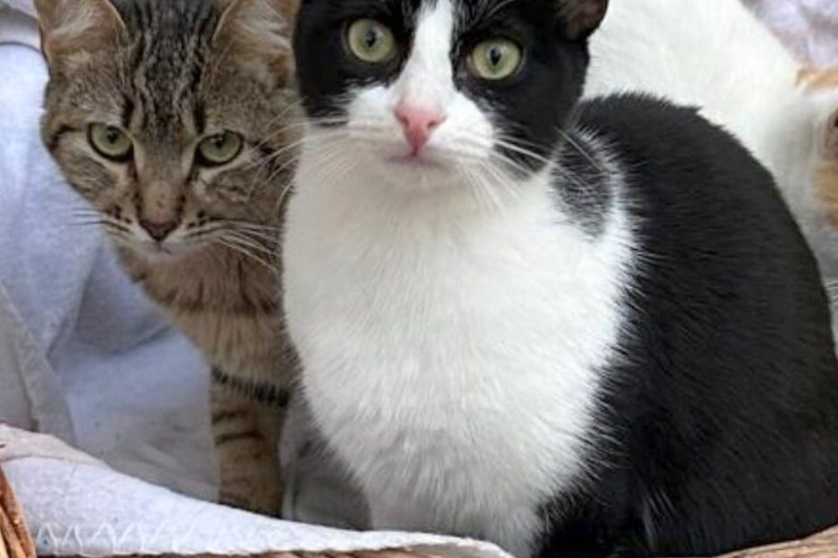 Katzen in der Perrera