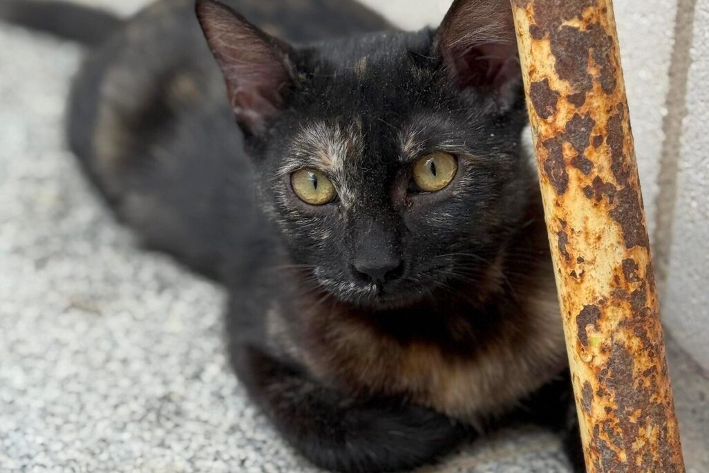 Katzen in der Perrera