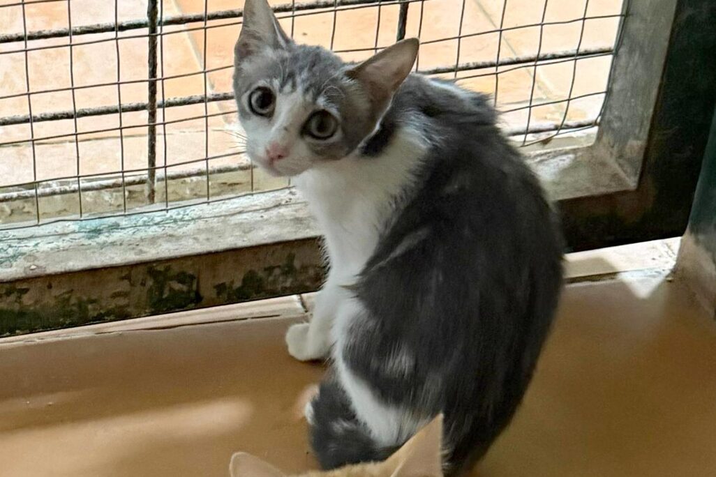 Katzen in der Perrera