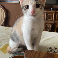 Valeria