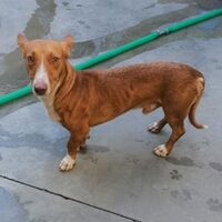 Archie
