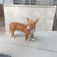 Archie
