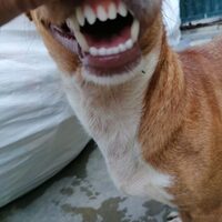 Archie
