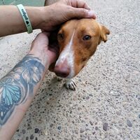 Archie
