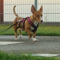 Archie