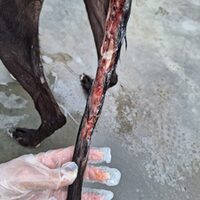Tyson Galgo